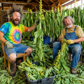 Two men in a rustic barn harvesting green leaves and small yellow flowers, with hanging bundles of the same plant behind them and a black bin filled with the harvested material in the foreground.